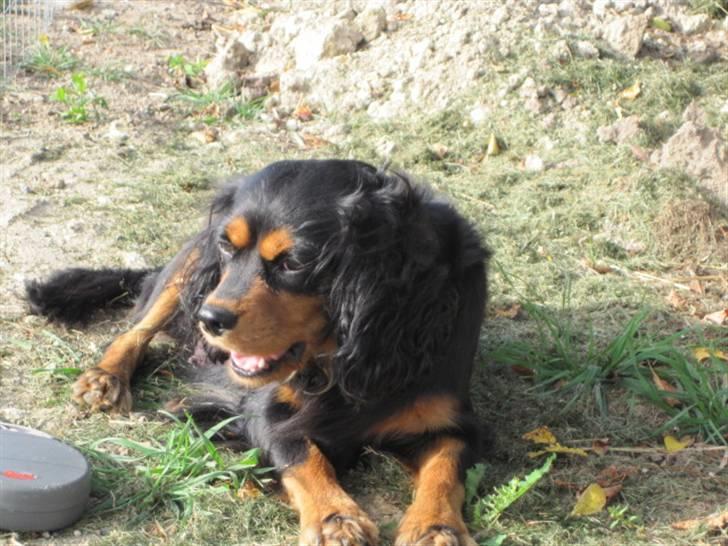 Cavalier king charles spaniel Smilla - En meget smuk hund<333 billede 14