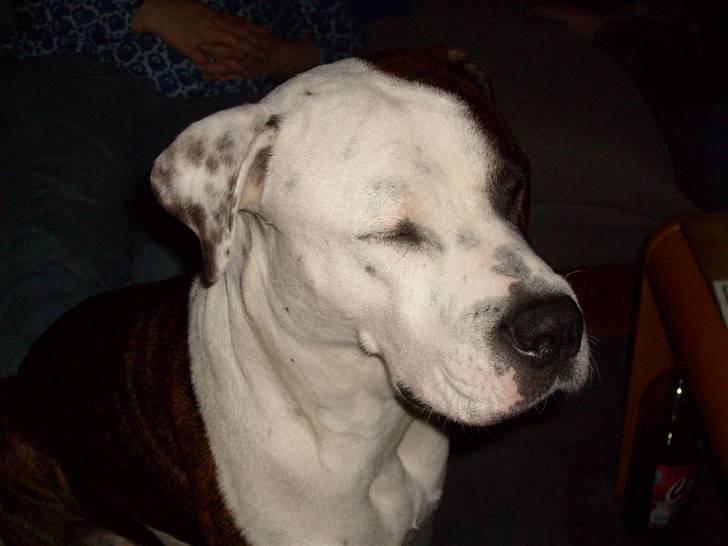 Amerikansk bulldog Nala - Kan ikke lide blitzen billede 11