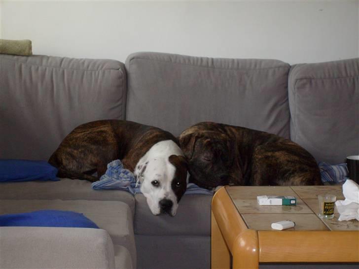 Amerikansk bulldog Nala - Hygger i sofaen billede 12