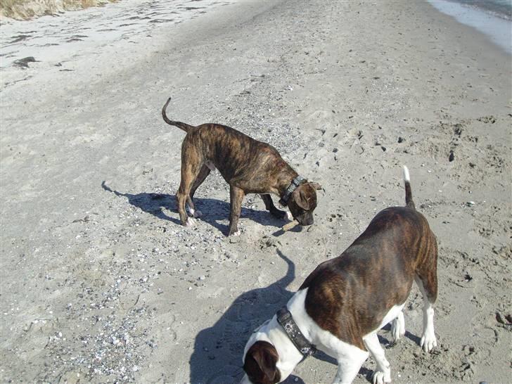 Amerikansk bulldog Nala - Vi leger på stranden billede 13