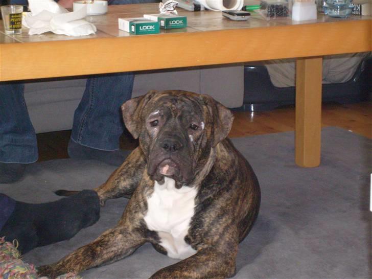 Amerikansk bulldog Topp's Magic Igor RIP - Igor med zink i hovedet billede 14