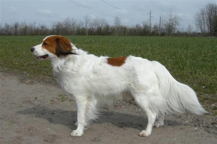 Kooikerhondje Kooijoy Garlic - profil i blæsevejr billede 12