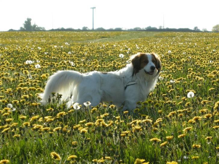 Kooikerhondje Kooijoy Garlic - Garlic på en mark fyldt med mælkebøtter - kan I dufte foråret? billede 13
