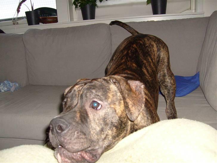 Amerikansk bulldog Topp's Magic Igor RIP - leger i sofaen billede 15