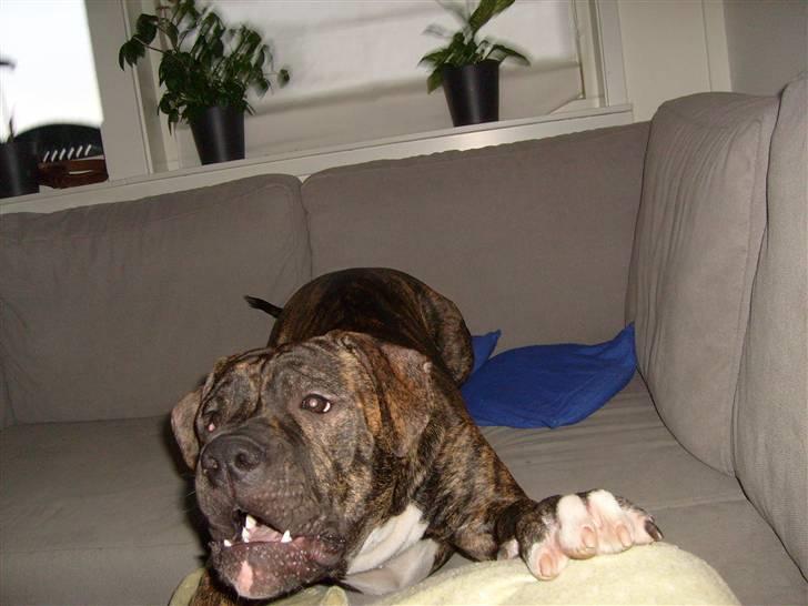 Amerikansk bulldog Topp's Magic Igor RIP billede 16