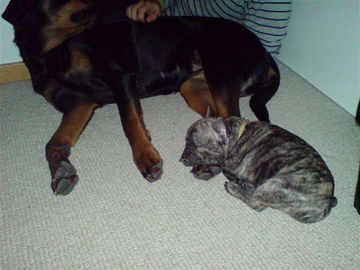 Fransk bulldog A La Coccios Rino (Eddy) billede 10