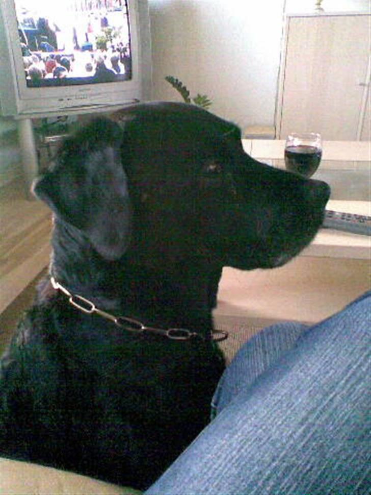 Labrador retriever Max    R.I.P  billede 8