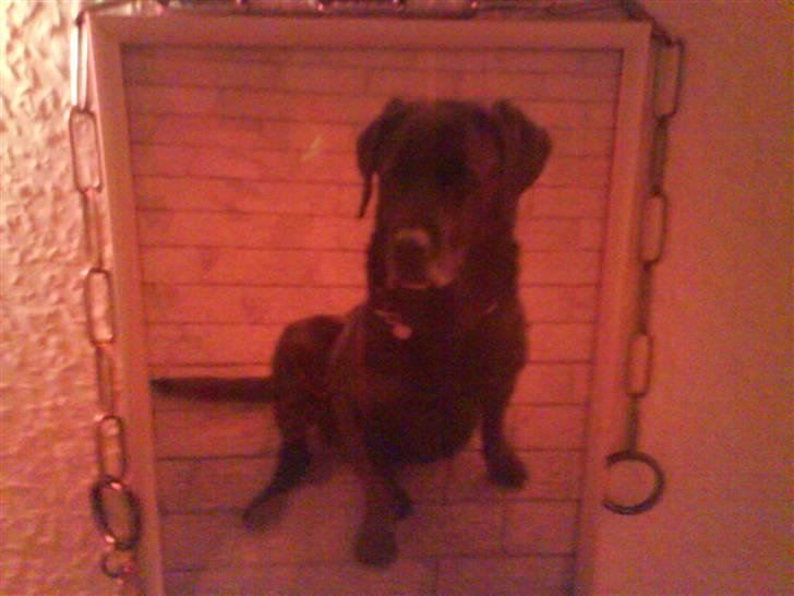Labrador retriever Max    R.I.P  billede 9