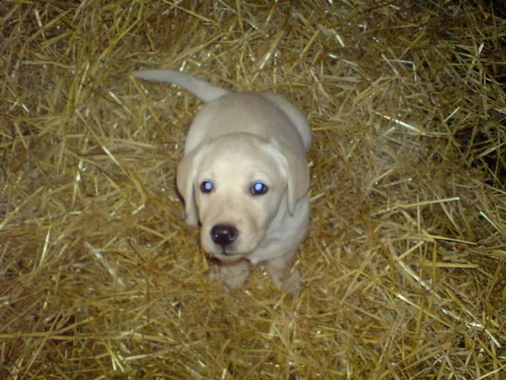 Labrador retriever Sascha *RIP* - Hjælper til med udmugningen billede 7