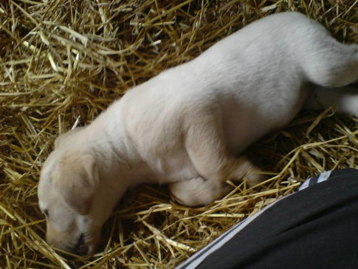 Labrador retriever Sascha *RIP* - Puha, det er hårdt at arbejde... billede 8