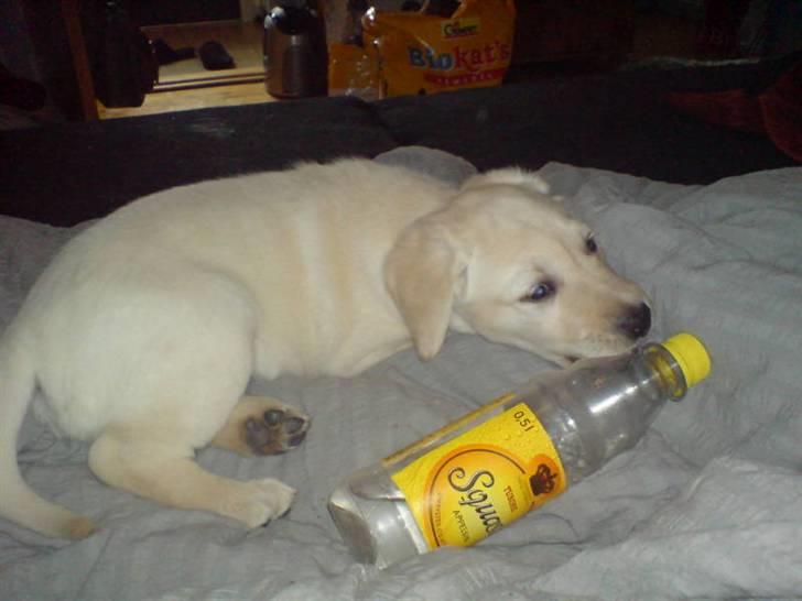 Labrador retriever Sascha *RIP* - Min nye flaskeven! billede 9