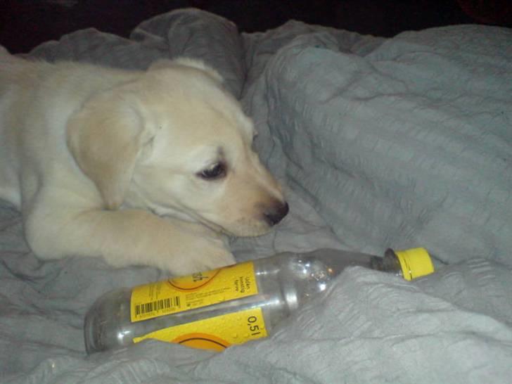 Labrador retriever Sascha *RIP* - Se, hvor fin jeg er :) billede 10