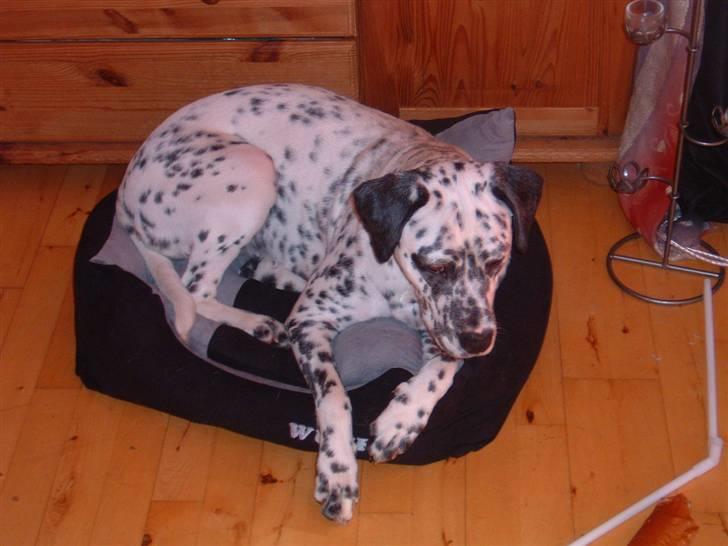 Blanding af racer Diva R.I.P billede 16