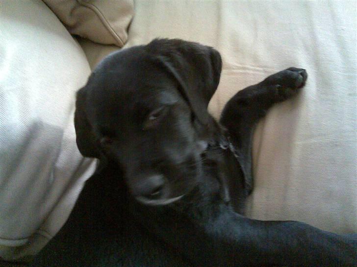 Blanding af racer Jazz - Træt lille baby-Jazz. billede 1