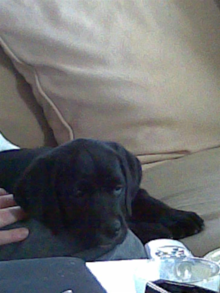 Blanding af racer Jazz - Snork.. billede 2