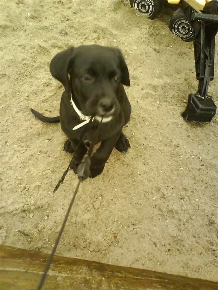 Blanding af racer Jazz - "HOLD SÅ OP MED AT TRÆKKE, MOAR!" billede 3