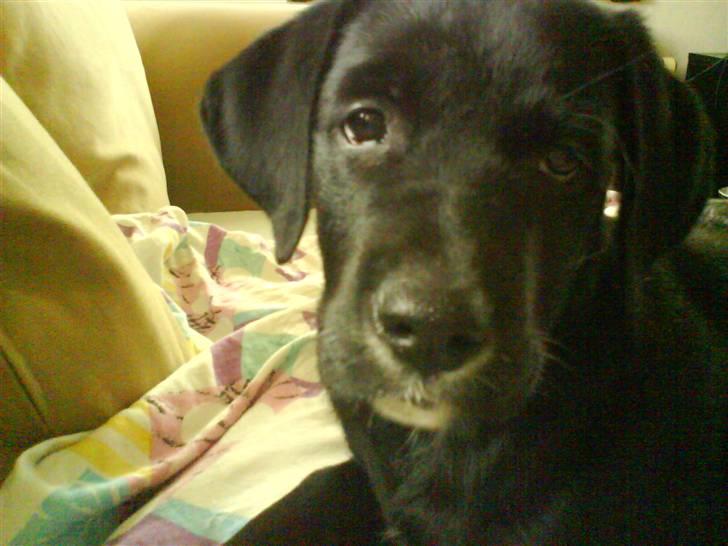 Blanding af racer Jazz - A hva´ ? Jeg ser da ikke træt ud, pjat.  billede 4