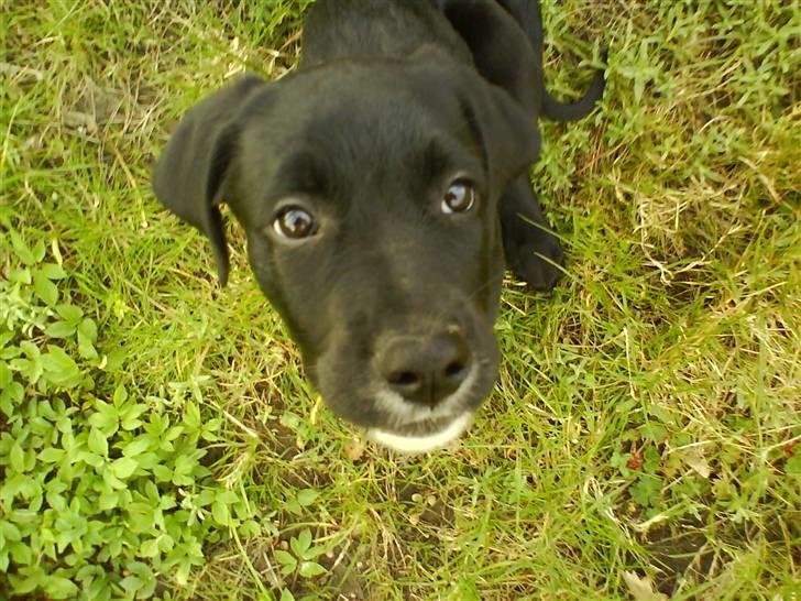 Blanding af racer Jazz - "Mor? Moaar? MOR!? Attention, please!!" billede 5