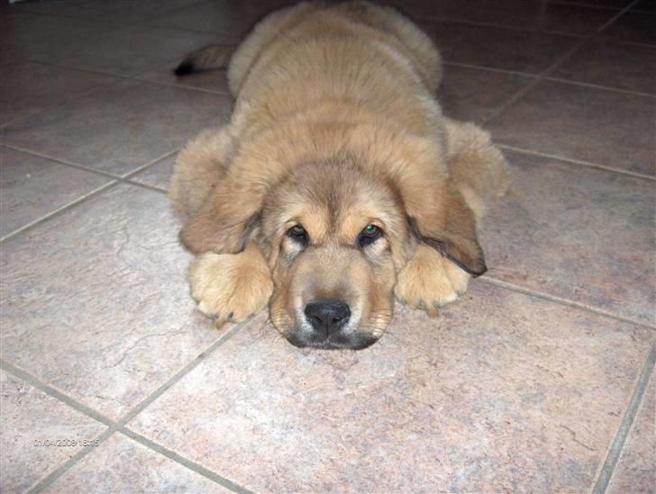 Tibetansk mastiff Monty - R.I.P. billede 19