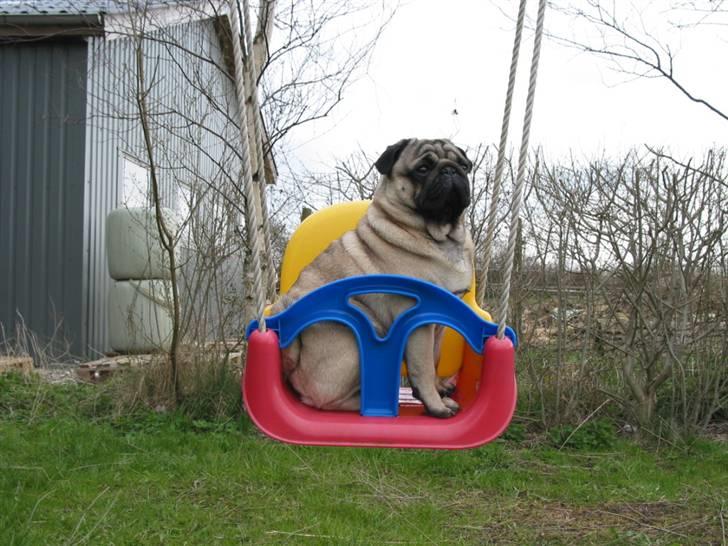 Mops Sonneholts Arli Charlie billede 19