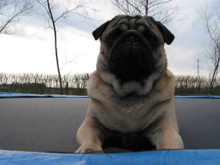 Mops Sonneholts Arli Charlie billede 20