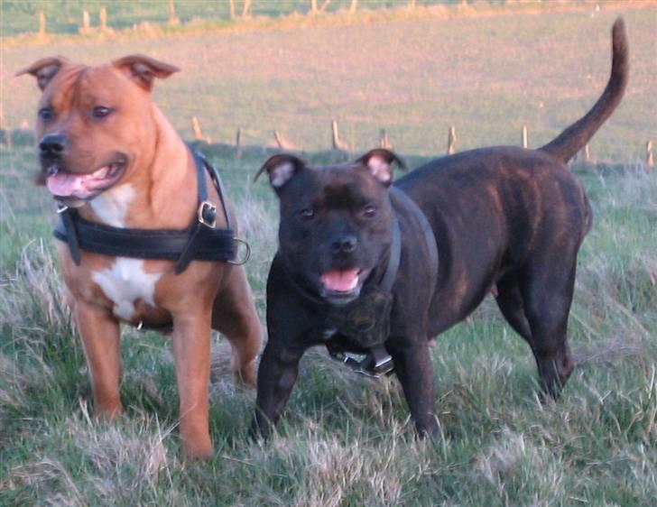 Staffordshire bull terrier *Miko aka Diego* billede 13