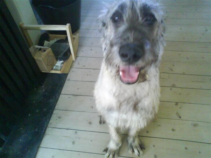 Irsk ulvehund Samson [R.I.P] - Samson billede 1