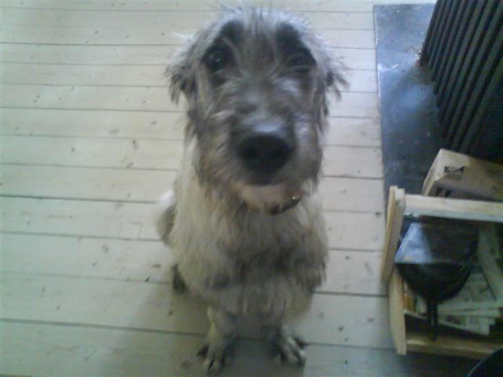 Irsk ulvehund Samson [R.I.P] - Samson billede 2