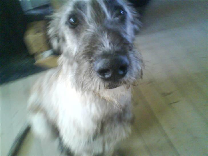 Irsk ulvehund Samson [R.I.P] - Samson billede 3