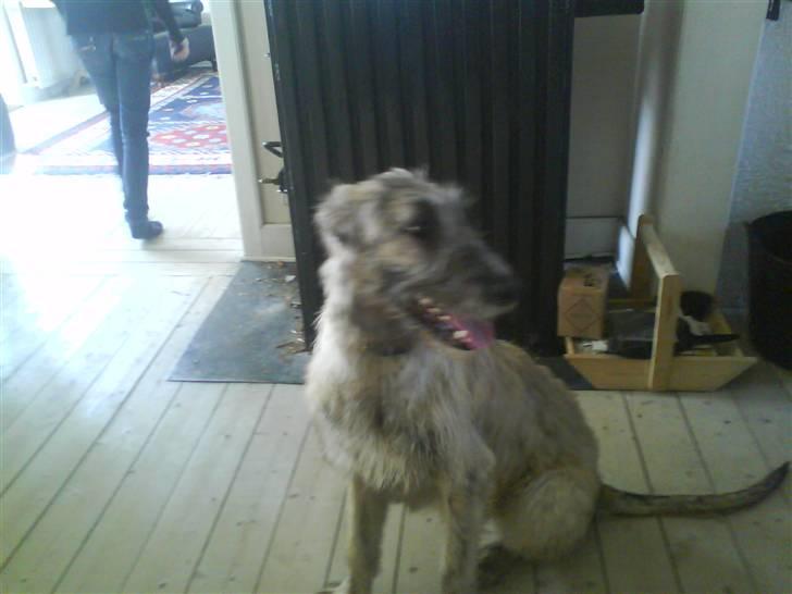 Irsk ulvehund Samson [R.I.P] - Samson billede 4