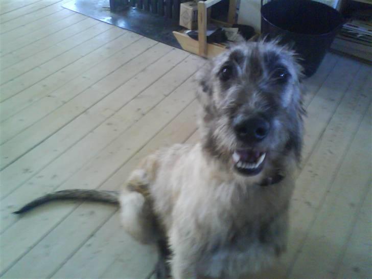 Irsk ulvehund Samson [R.I.P] - Samson billede 5