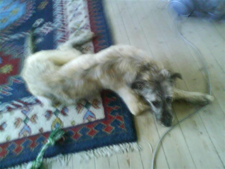 Irsk ulvehund Samson [R.I.P] - Samson billede 6