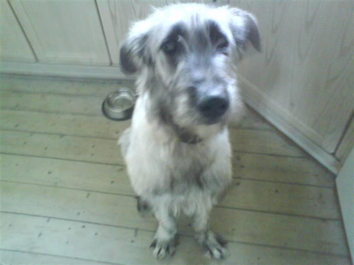 Irsk ulvehund Samson [R.I.P] - Samson billede 7