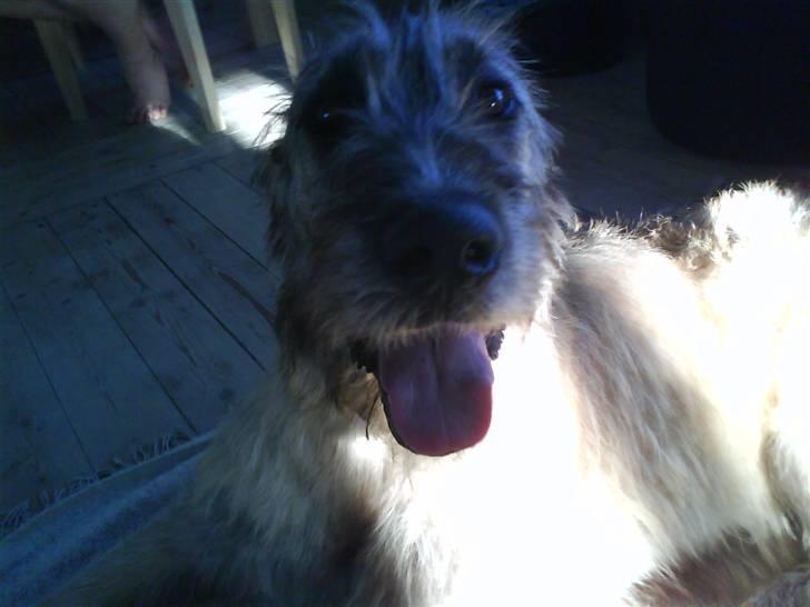 Irsk ulvehund Samson [R.I.P] - Samson billede 8