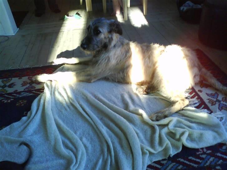 Irsk ulvehund Samson [R.I.P] - Samson billede 9