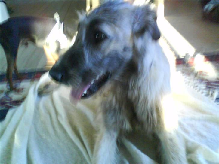 Irsk ulvehund Samson [R.I.P] - Samson billede 10