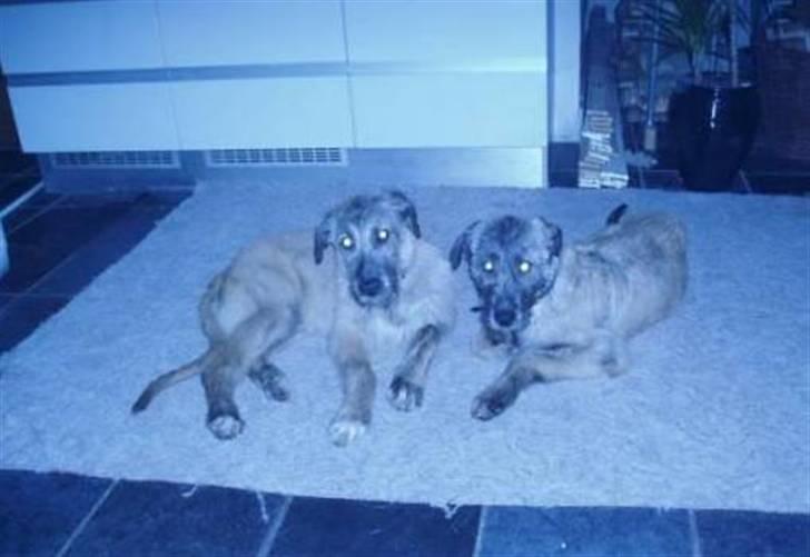 Irsk ulvehund Samson [R.I.P] - Samsons Familie billede 11