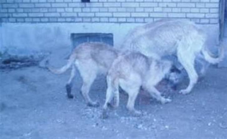 Irsk ulvehund Samson [R.I.P] - Samsons Familie billede 12
