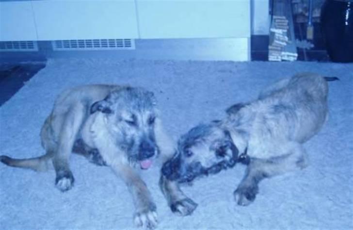 Irsk ulvehund Samson [R.I.P] - Samsons Familie billede 13