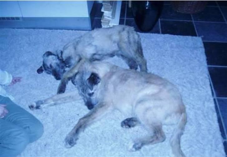 Irsk ulvehund Samson [R.I.P] - Samsons Familie billede 14
