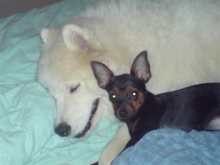 Prazsky krysarik Lille My billede 8