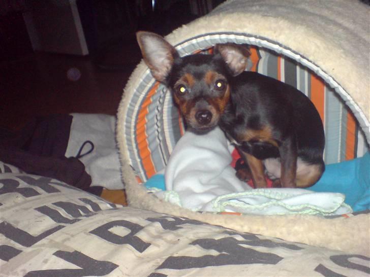 Prazsky krysarik Lille My billede 9