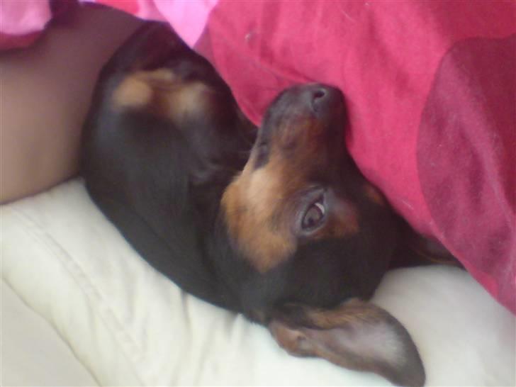 Prazsky krysarik Lille My billede 10