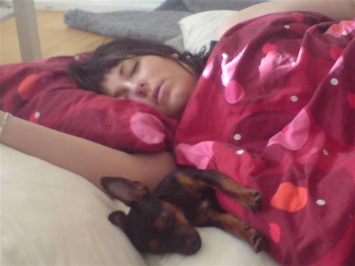 Prazsky krysarik Lille My billede 11