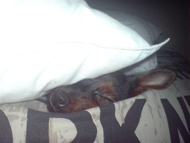 Prazsky krysarik Lille My billede 12