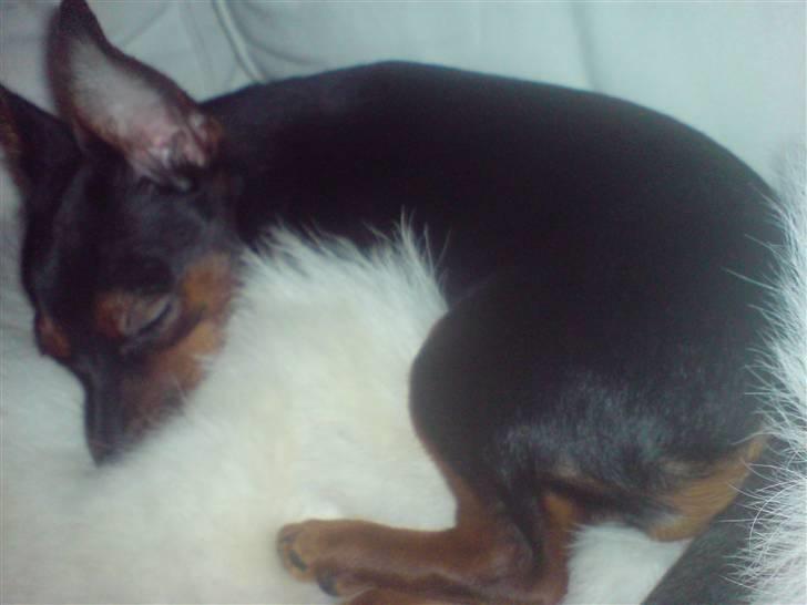 Prazsky krysarik Lille My billede 13