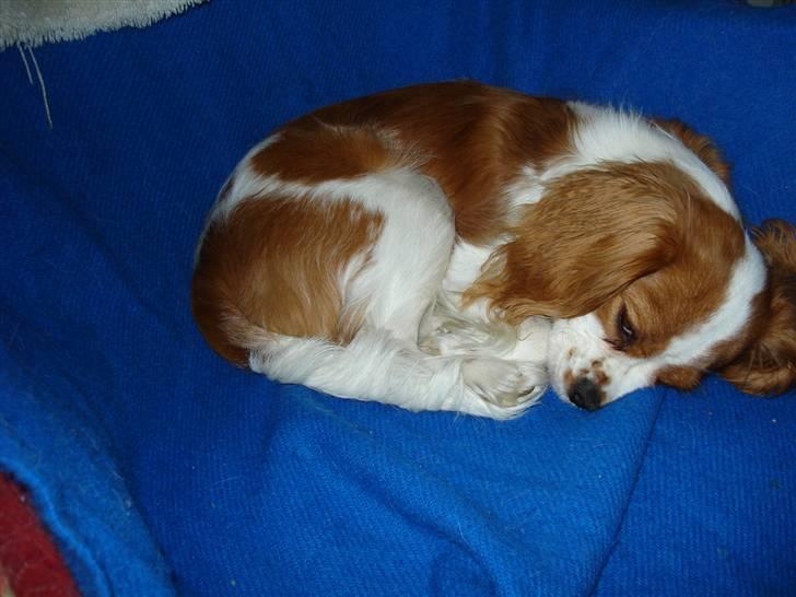 Cavalier king charles spaniel Mimi - tuttenuttøsen tager lige en slappe billede 15