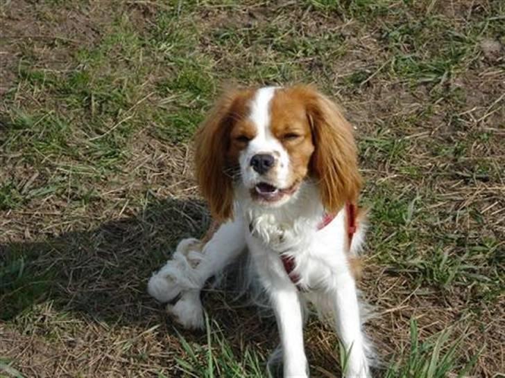 Cavalier king charles spaniel Mimi - Man kan da ikke gøre for at man har charme billede 16