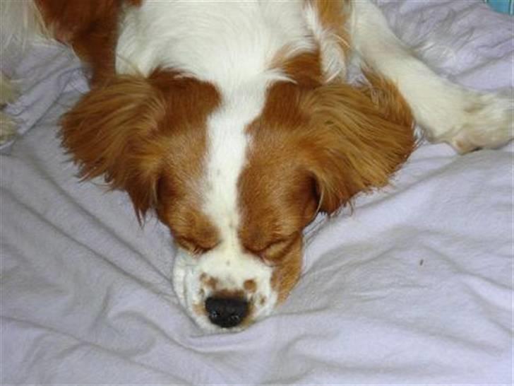 Cavalier king charles spaniel Mimi - Mimi sovetryne billede 17