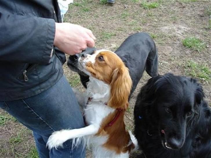 Cavalier king charles spaniel Mimi - please, please, please gi´ en godbid billede 18